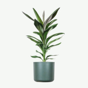 plants ecommerce product featured img 20